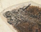 x Phareodus & Knightia Fossil Fish Plate (Free Shipping) #17994-3